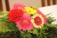 IMG_9472 cópia.jpg